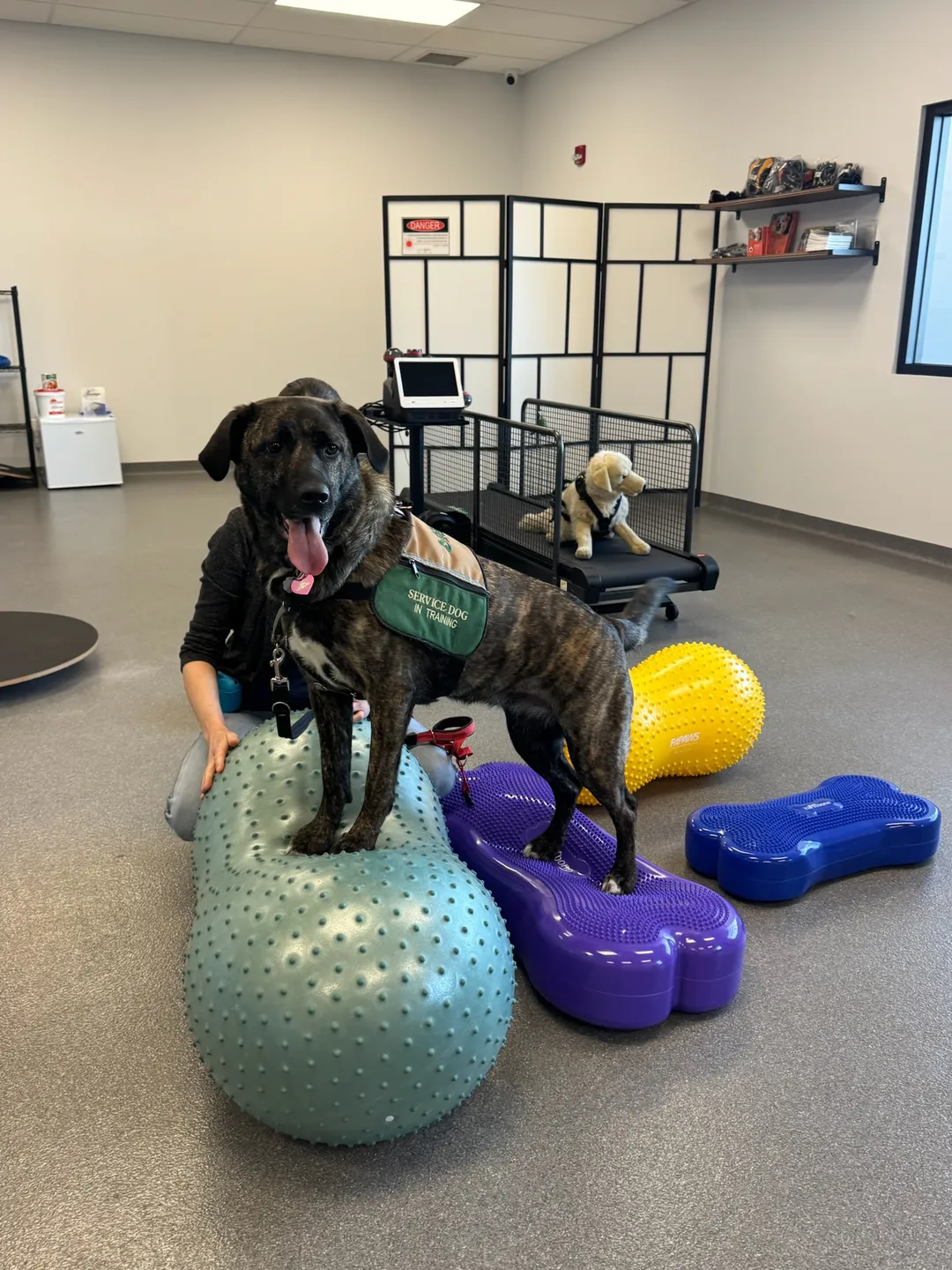 Pet Inifity Assessments - Petfinity Rehab